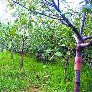 灯诱技术在昆虫学研究中的应用与影响深度解析